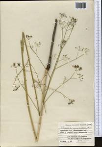 Scaligeria ugamica Korovin, Middle Asia, Western Tian Shan & Karatau (M3) (Kyrgyzstan)