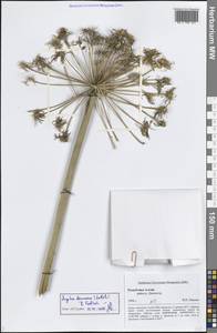 Angelica decurrens (Ledeb.) B.Fedtsch., Siberia, Altai & Sayany Mountains (S2) (Russia)