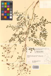 Thalictrum foetidum L., Siberia, Russian Far East (S6) (Russia)