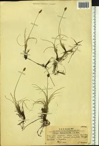 Carex duriuscula C.A.Mey., Siberia, Altai & Sayany Mountains (S2) (Russia)