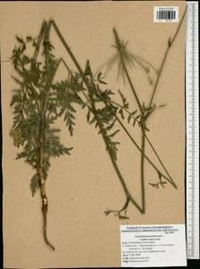 Silphiodaucus prutenicus subsp. prutenicus, Eastern Europe, Central region (E4) (Russia)