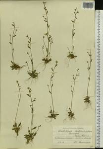Arabidopsis thaliana (L.) Heynh., Eastern Europe, Eastern region (E10) (Russia)