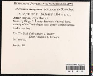 Dicranum elongatum Schleich. ex Schwägr., Bryophytes, Bryophytes - Russian Far East (excl. Chukotka & Kamchatka) (B20) (Russia)