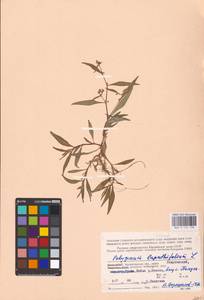 Persicaria lapathifolia (L.) Gray, Eastern Europe, Northern region (E1) (Russia)