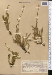 Tanacetum tanacetoides (DC.) Tzvelev, Middle Asia, Western Tian Shan & Karatau (M3) (Kazakhstan)