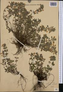 Clinopodium alpinum (L.) Kuntze, Western Europe (EUR)