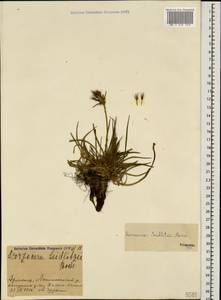 Gelasia seidlitzii (Boiss.) Zaika, Sukhor. & N. Kilian, Caucasus, Armenia (K5) (Armenia)