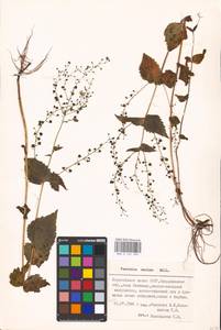 MHA 0 161 099, Veronica urticifolia Jacq., Eastern Europe, Eastern region (E10) (Russia)