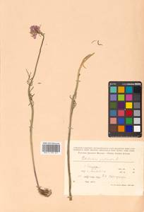 Cardamine pratensis L., Siberia, Russian Far East (S6) (Russia)