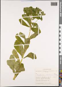 Euphorbia pilosa L., Siberia, Western Siberia (S1) (Russia)