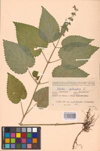 MHA 0 156 044, Stachys sylvatica L., Eastern Europe, Western region (E3) (Russia)