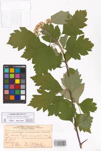 Crataegus nigra Waldst. & Kit., Eastern Europe, Moscow region (E4a) (Russia)