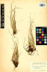 Carex parallela subsp. redowskiana (C.A.Mey.) T.V.Egorova, Siberia, Baikal & Transbaikal region (S4) (Russia)