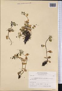 Mertensia maritima (L.) Gray, America (AMER) (Greenland)