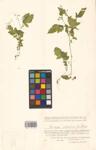 Rorippa palustris (L.) Besser, Eastern Europe, Lower Volga region (E9) (Russia)