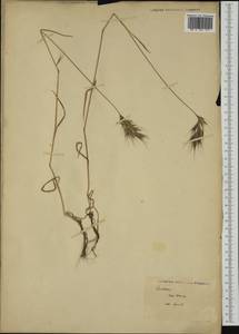 Bromus rubens L., Botanic gardens and arboreta (GARD) (Not classified)