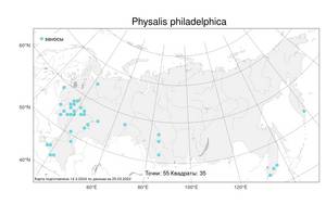 Physalis philadelphica Lam., Atlas of the Russian Flora (FLORUS) (Russia)