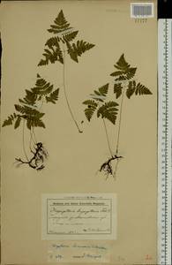 Gymnocarpium dryopteris (L.) Newman, Eastern Europe, Belarus (E3a) (Belarus)