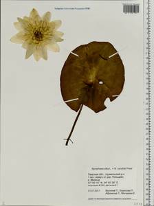Nymphaea ×borealis E. G. Camus, Eastern Europe, North-Western region (E2) (Russia)