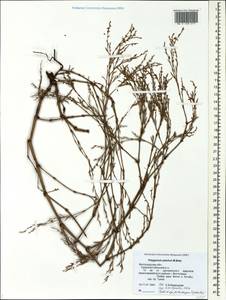 Polygonum patulum M.Bieb., Eastern Europe, Lower Volga region (E9) (Russia)