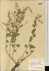Chenopodium frutescens C. A. Mey., Mongolia (MONG) (Mongolia)
