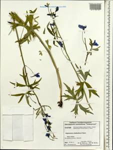 Delphinium cheilanthum Fisch. ex DC., Siberia, Central Siberia (S3) (Russia)