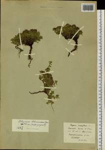 Thymus pavlovii Serg., Siberia, Baikal & Transbaikal region (S4) (Russia)