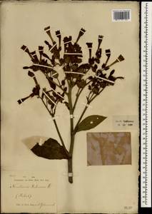 Nicotiana tabacum L., South Asia, South Asia (Asia outside ex-Soviet states and Mongolia) (ASIA) (Indonesia)