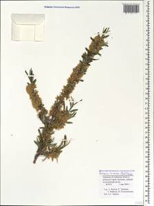 Prunus incana (Pall.) Steven, Caucasus, Armenia (K5) (Armenia)