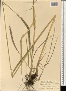 Campeiostachys dahurica (Turcz. ex Griseb.) B.R.Baum, J.L.Yang & C.Yen, Mongolia (MONG) (Mongolia)