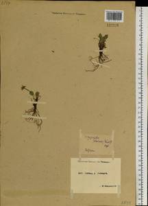 Oxygraphis kamchatica (DC.) R. R. Stewart, Siberia, Central Siberia (S3) (Russia)