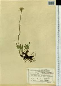 Aster alpinus var. serpentimontanus (Tamamsch.) Y. Ling, Siberia, Altai & Sayany Mountains (S2) (Russia)