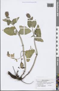 Salvia verticillata L., Eastern Europe, Middle Volga region (E8) (Russia)