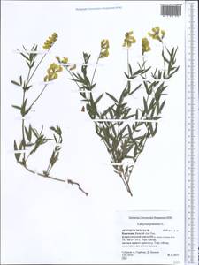 Lathyrus pratensis L., Middle Asia, Northern & Central Tian Shan (M4) (Kyrgyzstan)