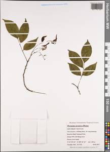 Picrasma javanica Bl., South Asia, South Asia (Asia outside ex-Soviet states and Mongolia) (ASIA) (Vietnam)