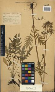 Valeriana rossica P. A. Smirn., Eastern Europe, Moscow region (E4a) (Russia)