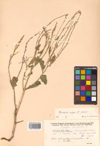 Rhamphospermum nigrum (L.) Al-Shehbaz, Siberia, Russian Far East (S6) (Russia)