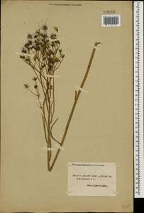 Crepis tectorum L., Eastern Europe, Northern region (E1) (Russia)