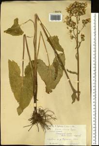 Vickifunkia thyrsoidea (Ledeb.) C. Ren, L. Wang, I. D. Illar. & Q. E. Yang, Siberia, Western (Kazakhstan) Altai Mountains (S2a) (Kazakhstan)