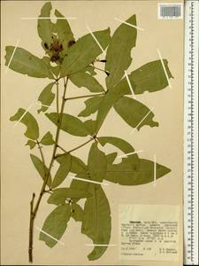 Capparaceae, Africa (AFR) (Ethiopia)