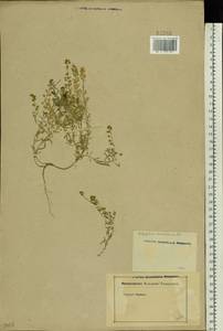 Alyssum turkestanicum Regel & Schmalh. ex Regel, Eastern Europe, Rostov Oblast (E12a) (Russia)