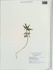 Euphorbia davidii Subils, Crimea (KRYM) (Russia)