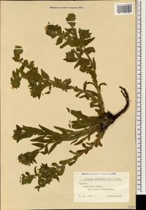 Alkanna orientalis (L.) Boiss., Caucasus, Armenia (K5) (Armenia)