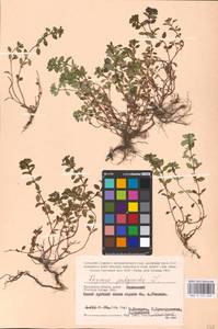 MHA 0 157 449, Thymus pulegioides L., Eastern Europe, Central region (E4) (Russia)