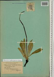 Taraxacum erythrospermum Andrz. ex Besser, Caucasus, Armenia (K5) (Armenia)