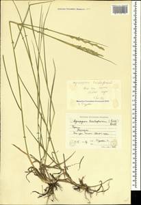 Thinopyrum intermedium subsp. intermedium, Crimea (KRYM) (Russia)