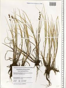 Carex mackenziei V.I.Krecz., Eastern Europe, Northern region (E1) (Russia)