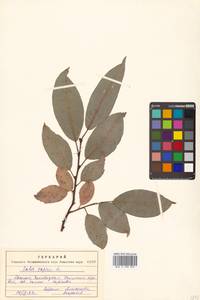 Salix caprea L., Siberia, Russian Far East (S6) (Russia)