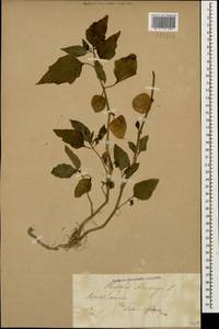 Alkekengi officinarum Moench, Caucasus, Georgia (K4) (Georgia)