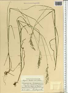 Glyceria striata (Lam.) Hitchc., Eastern Europe, Western region (E3) (Russia)